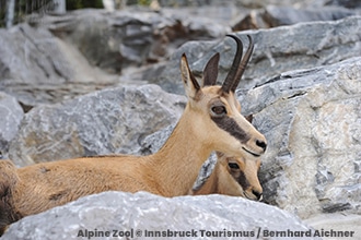 estate a Innsbruck con i bambini, Alpine Zoo