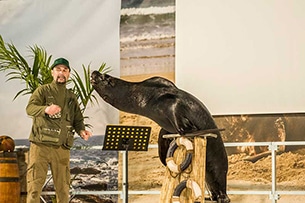 Safari Park Pombia, spettacoli con i leoni marini