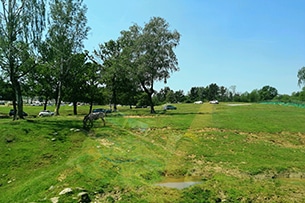 Safari Park Pombia, zebre