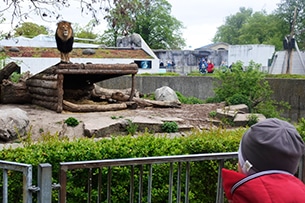 Zoo di Copenhagen, leoni