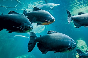 Acquario di Losanna con i bambini, foto sedrik nemeth