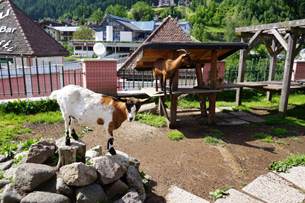 Estate al Cavallino Bianco di Ortisei, Lino Land, caprette