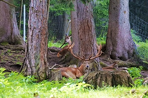 Val Pusteria cosa vedere con i bambini, parco zoologico Gustav Mahler