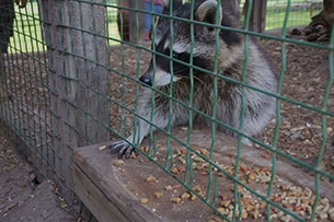 Val Pusteria cosa vedere con i bambini, parco zoologico Gustav Mahler