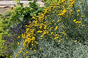 Valle dello Zillertal con i bambini, giardino delle erbe