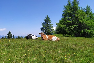 Bad Kleinkirchheim in famiglia, gli alpeggi