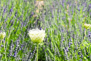 Viaggi Family-in organizzati per bambini, Giardino botanico Pomona