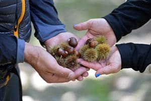 Valsugana in autunno con i bambini, la festa della castagna