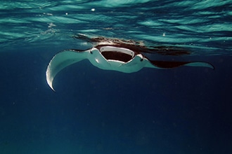 Maldive con bambini, manta