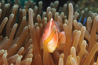 Maldive con bambini, pesce pagliaccio