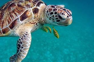 Maldive con bambini, tartarughe