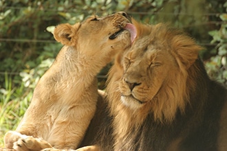 Gerusalemme con bambini, visita allo zoo