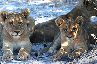 Viaggio in Namibia con i bambini, leoni all'Etosha Park