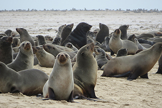 Viaggio in Namibia con i bambini, leoni marini a Swakopmund