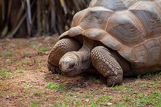 Tartarughe delle Seychelles, Aldabra