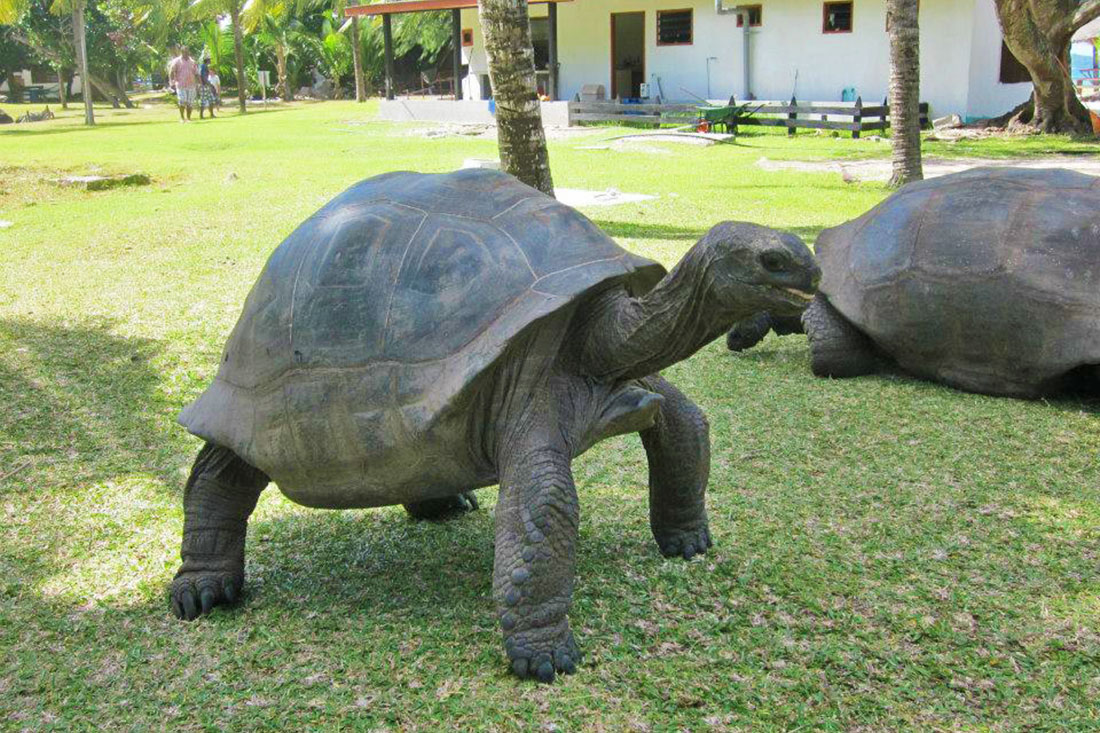 Tartarughe delle Seychelles, dove vederle con i bambini