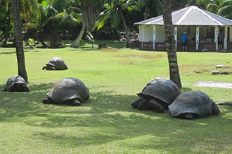 Tartarughe delle Seychelles, dove vederle con i bambini