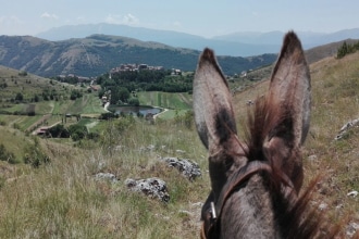 Gran Sasso Trekking con gli asini