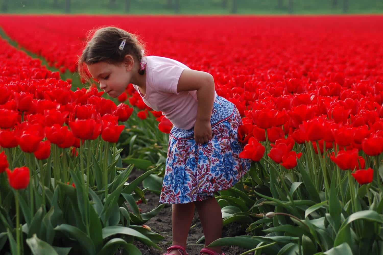 Olanda con bambini in primavera