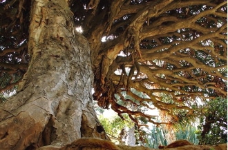 Orto Botanico di Palermo