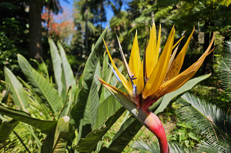 I Giardini La Mortella di Ischia con bambini, giardino inferiore
