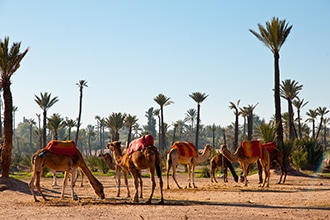 Marrakech con bambini, in cammello