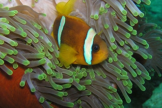 Sharm con bambini, snorkeling