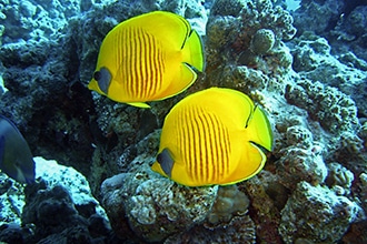 Sharm con bambini, snorkeling tra pesci farfalla