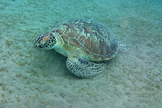 Sharm con bambini, tartaruga marina