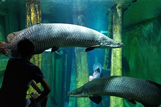 Cosa vedere a Saragozza con i bambini, Museo Fluviale