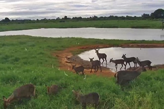 webcam Kenya, impala