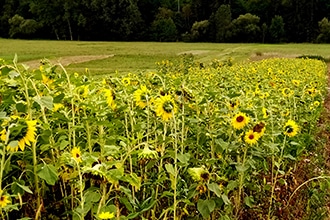 Danubio in bicicletta con bambini, campi di girasole