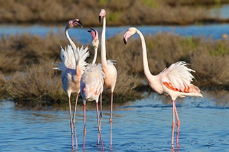 Lidi Ferraresi con bambini, Valli di Comacchio, fenicotteri rosa