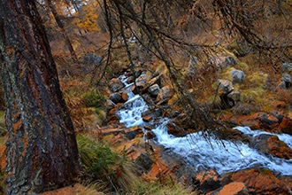 Forest bathing, Valle d'Aosta, Triatel, Petit Monde