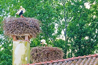 Oasi dei Quadris in Friuli Venezia Giulia, le cicogne