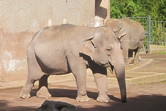 Bioparchi in Italia, Bioparco di Roma