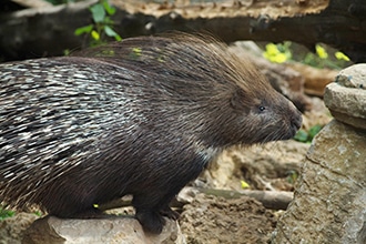 Bioparchi in Italia, Bioparco di Sicilia