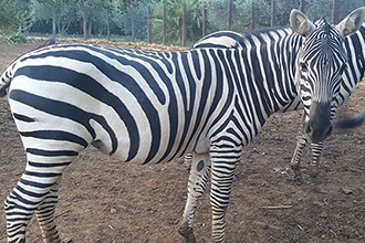 Bioparchi in Italia, Bioparco di Sicilia