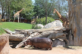 Bioparchi in Italia, Zoom Torino