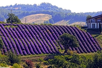 Campi di lavanda in Piemonte