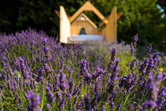 Campi di lavanda in Piemonte