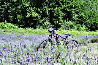 Campi di lavanda in Piemonte, gita in bici