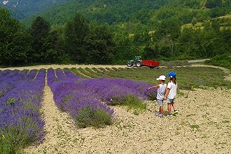 Campi di lavanda in Piemonte, gita con bambini a Spigno