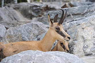 Innsbruck, estate con i bambini, Alpenzoo