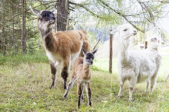 Mieming Innsbruck, estate con i bambini, trekking con i lama