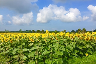 Il mare di Pisa con i bambini, Vecchiano Marina, girasoli