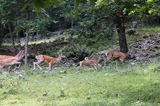 Parco d'Abruzzo con i bambini, cervi