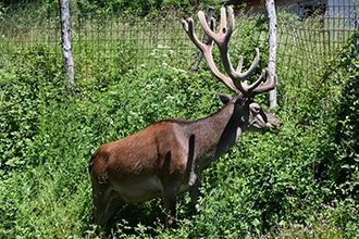 Parco d'Abruzzo con i bambini, cervi sulla strada