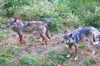 Parco d'Abruzzo con i bambini, lupi a Civitella Alfedena