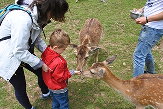 Parco d'Abruzzo con i bambini, daini